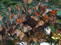 Monarch Butterflies in North America Found to be Vulnerable to Extinction