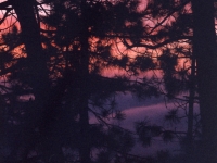 200_haramokngna_purple_sunset_through_trees.jpg