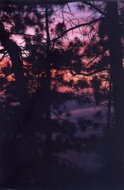 640_haramokngna_purple_sunset_through_trees.jpg 