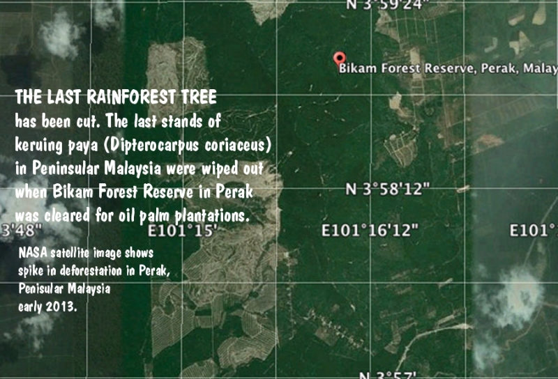 800_last_rainforest_tree.jpg 