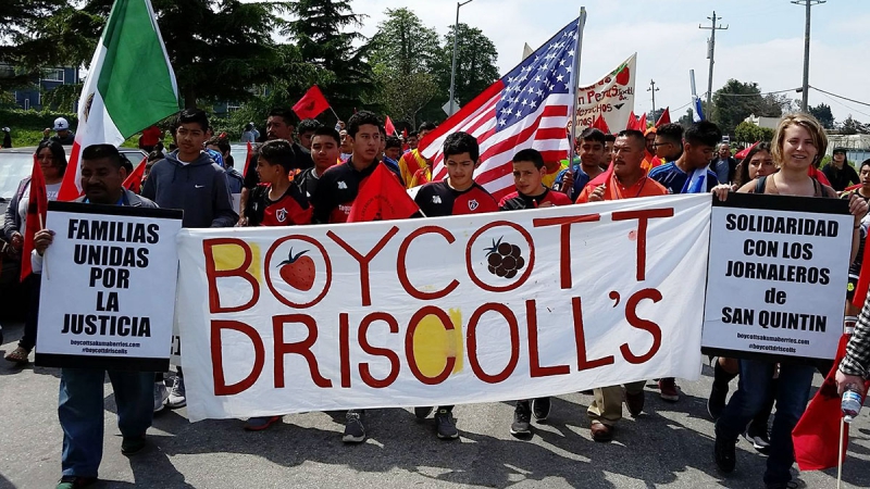 800_boycott-driscolls_1_4-3-16.jpg 