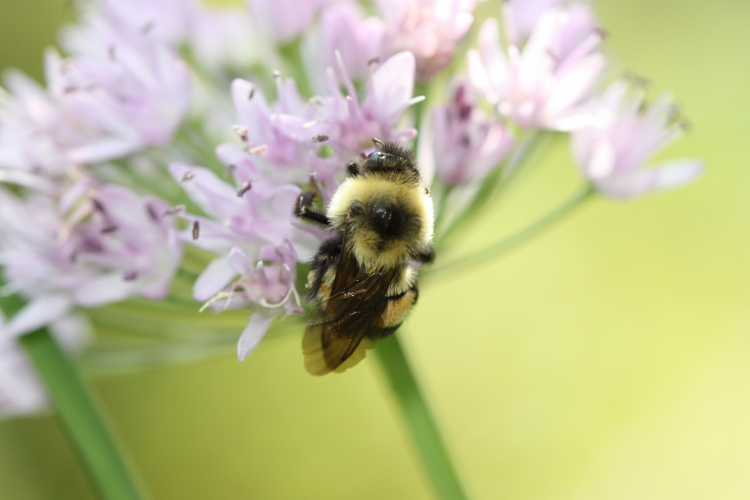 sm_rusty_patched_bumble_bee_-_sabrina_jepsen-b-affinis.jpg 