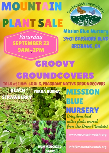 sm_mbn_plant_sale_9.23.17_groovy_groundcovers_.jpg 