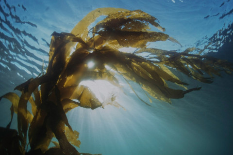 Support for our petition to the state's fish and game commission to expand protections for Santa Cruz's kelp forests