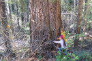 old growth ancient forest under immediate threat