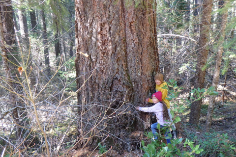 old growth ancient forest under immediate threat