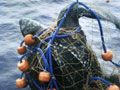 Drift Gillnets are Deadly Curtains of Death